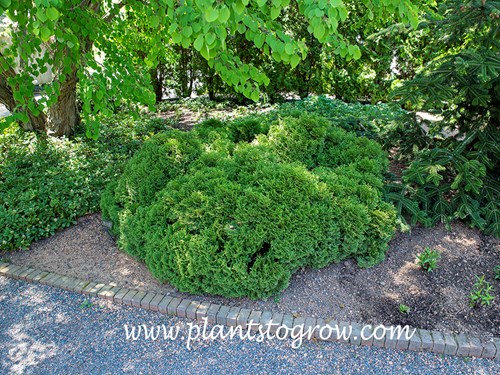 Millers Arborvitae (Thuja occidentalis Milleri)